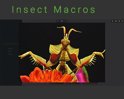 Insect Macros